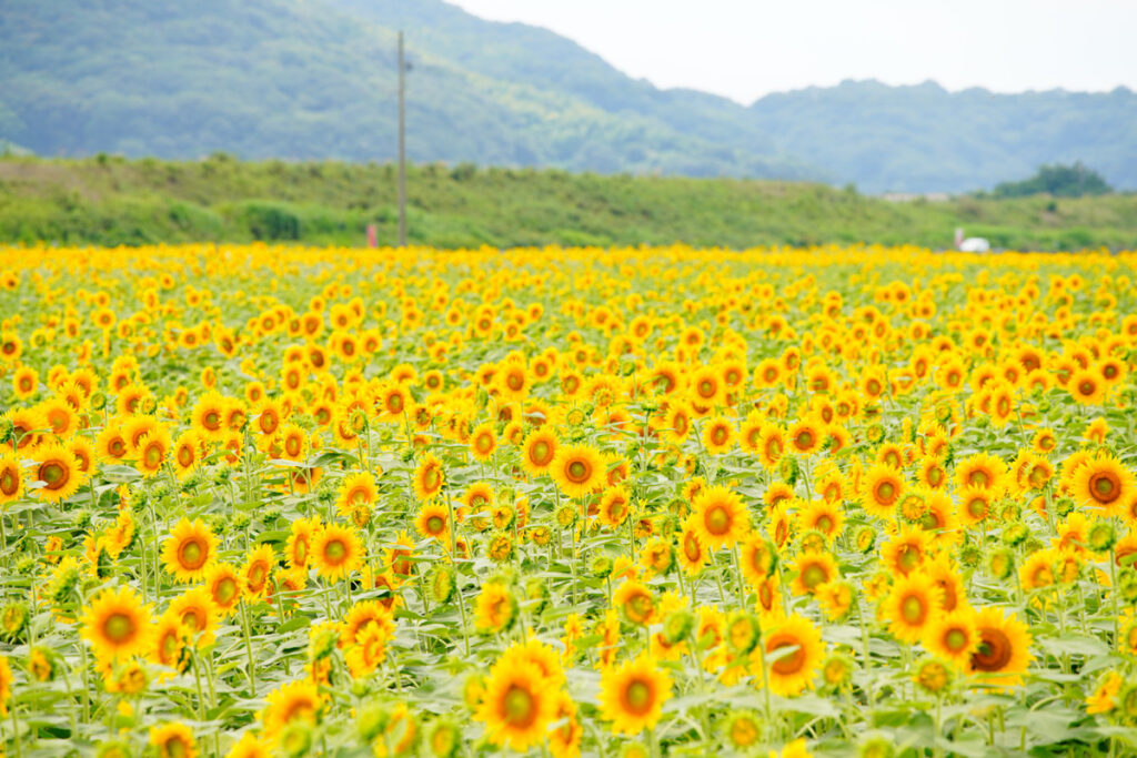 ひまわり