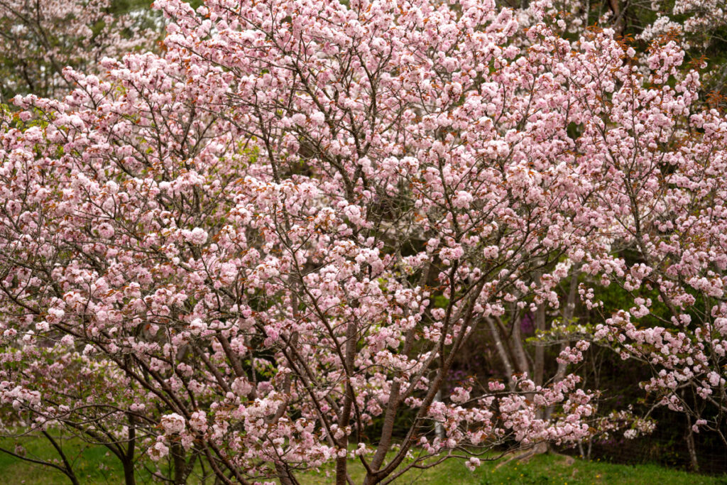 宗堂桜