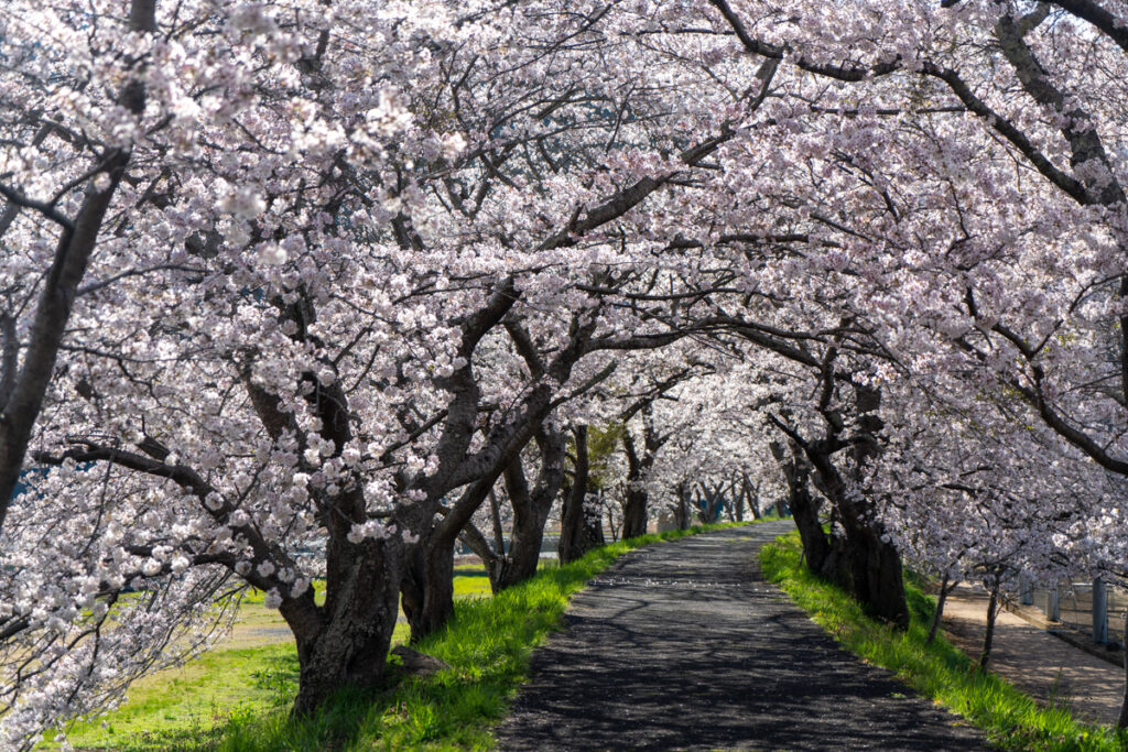 かながわ桜並木